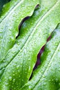 Abstract Closeup Of Green Plant Leaf With Rain Droplets Royalty Free Stock Photo
