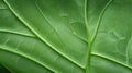 Abstract Closeup Macro Photography of Organic Green Foliage Texture Leaves as Background.