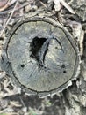 abstract closeup monochrome view of old textured dry damaged stump of cut tree in forest Royalty Free Stock Photo