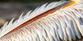 Abstract closeup of pelican feathers