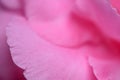 Abstract closeup pink nerium oleander flower Royalty Free Stock Photo