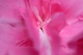 Abstract closeup pink nerium oleander flower Royalty Free Stock Photo