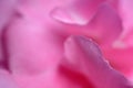 Abstract closeup pink nerium oleander flower Royalty Free Stock Photo