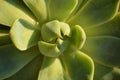 Abstract Closeup Succulent Plant