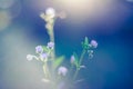 Abstract closeup of sunset summer flowers. Daisy flowers under sunlight for relaxing nature background