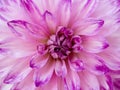 Abstract closeupmacro of purple dahlia flower with pretty petals. Royalty Free Stock Photo