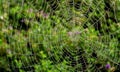 Abstract cobweb against green backdrop - abstract spider web background Royalty Free Stock Photo