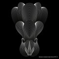 Abstract cockatoo head, white lines on black background, line art