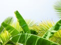 Abstract of coconut fronds and banana leaves
