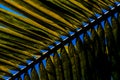 Abstract coconut leaf