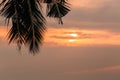 Abstract coconut leaf on the sunset background with copy space.