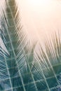 Abstract coconut leaves reflecting on swimming pool surface