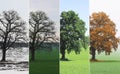 Abstract collage with mixed different sides of tree with changing seasons from summer and to winter with cold whi Royalty Free Stock Photo