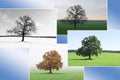 Abstract collage with mixed different sides of tree with changing seasons from summer and to winter with cold whi Royalty Free Stock Photo