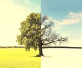 Abstract collage with mixed different sides of tree with changing seasons Royalty Free Stock Photo