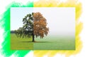 Abstract collage with different sides of tree with changing seasons from summer to autumn Royalty Free Stock Photo