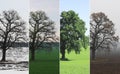 Abstract collage with mixed different sides of tree with changing seasons from summer and to winter with cold whi Royalty Free Stock Photo