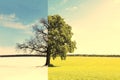 Abstract collage with mixed different sides of tree with changing seasons from summer and to winter with cold whi Royalty Free Stock Photo