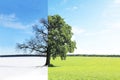 Abstract collage with mixed different sides of tree with changing seasons from summer to winter Royalty Free Stock Photo