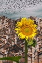 Abstract collage with a sunflower, houses and a flock of birds in the sky Royalty Free Stock Photo