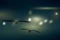 The abstract color background of group seagull flying