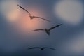 The abstract color background of group seagull flying