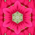 Abstract color pattern-with symmetrical ornamentation of a modified image of a rose. Ornament in natural rose colors.Ã¯Â¿Â¼
