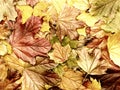 Abstract colored autumn leaves Royalty Free Stock Photo