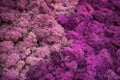 Abstract colorful background Violet moss Royalty Free Stock Photo