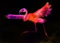 Abstract colorful bird. Flamingo taking off