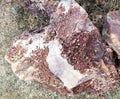 Abstract colorful brown stone on the rock style stone  with texture background wallpaper. Royalty Free Stock Photo