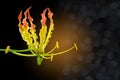 Abstract colorful of Climbing Lily,Turk`s cap, Superb Lily,Gloriosa superba flower with the bokeh, beam light, and lens, flare ef Royalty Free Stock Photo