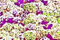 Abstract colorful flowers. Watercolor stylization.