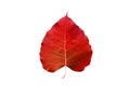 Abstract colorful red leaf, isolated on white background