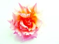 Abstract colorful wild rose Royalty Free Stock Photo