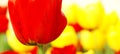 Abstract colors spring flowers Royalty Free Stock Photo