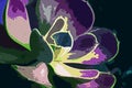 ABSTRACT COLOURISED IMAGE OF A SUCCULENT Royalty Free Stock Photo