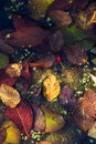 Abstract composition of autumn leaves, lily pads and duckweed on pond surface Royalty Free Stock Photo