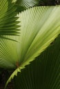 Abstract composition of cabbage palm leaves in south Florida. Royalty Free Stock Photo