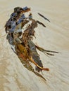 composition of different kinds of sea weed on a beach Royalty Free Stock Photo