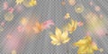 Flying Autumn Leaves Royalty Free Stock Photo