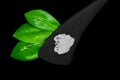 Abstract composition of green leaves, black wooden spatula and big sugar or salt crystal on black background