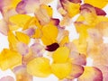 Abstract composition of pressed dried pink and yellow rose petals. Floral background. Oshibana art.