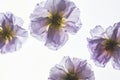 Abstract Composition with Purple Flowers on Backlight Royalty Free Stock Photo