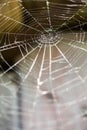Abstract composition with spider web Royalty Free Stock Photo