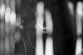 Abstract composition with spider web Royalty Free Stock Photo