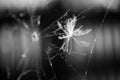 Abstract composition with spider web Royalty Free Stock Photo