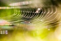 Abstract composition with spider web details Royalty Free Stock Photo