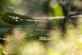 Abstract composition with spider web details Royalty Free Stock Photo