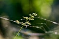 Abstract composition with spider web and plants Royalty Free Stock Photo